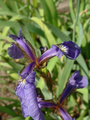 setosa iris image