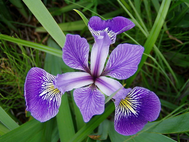 versicolor iris image