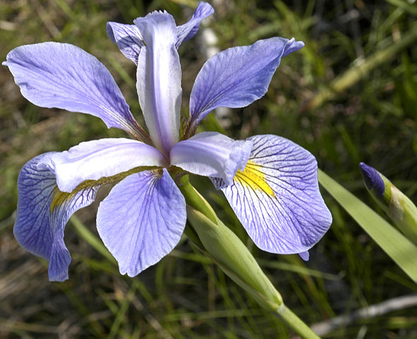 virginica iris image